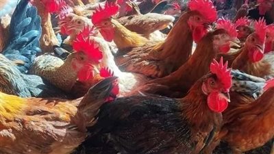 الكيلو ب76 جنيه.. انخفاض أسعار الدواجن بأسواق البحيرة اليوم الأربعاء 