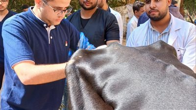 جامعة سوهاج تواصل إطلاق قوافلها البيطرية المجانية لقرية سفلاق 