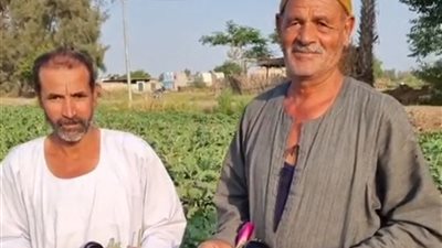 «الكيلو بـ 8 جنيه».. حصاد محصول الباذنجان وسط فرحة بين أهالي المنوفية|صور  