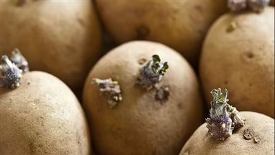 علامات لا تعرفها تدل على تسمم البطاطس 