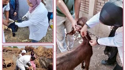 تحصين 147 ألف رأس أغنام خلال الأسبوع الخامس من الحملة القومية بالشرقية