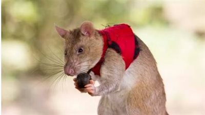 نجاح تدريب الفئران على اكتشاف الكنوز المهربة
