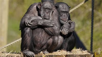 دراسة: القردة لن تتمكن من كتابة أعمال ويليام شكسبير أبدًا 