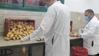 مبادرة جديدة من الاتحاد العام لضبط أسواق تقاوي البطاطس ومكافحة السوق السوداء