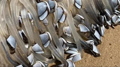 كائن فضائي يثير الرعب على شواطئ أستراليا