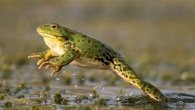 اكتشاف أصغر أنواع الضفادع على الأرض .. لن تصدق حجمها