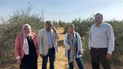 بحوث الصحراء يطلق حملة إرشادية لتعزيز النظم الغذائية المستدامة لمزارع الزيتون في جنوب سيناء