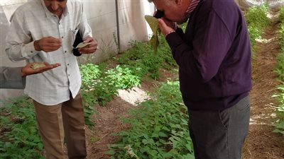  المركزية لمكافحة الآفات تستعد لموسم الزراعات الشتوي وإطلاق عناصر المكافحة الحيوية