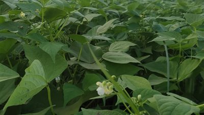 هلّت بشاير الخير.. محصول الفاصوليا البيضاء نور حقول المنوفية