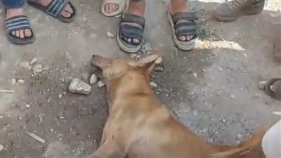 أهالي بني سويف يتخلصون من حيوان غريب أصاب المارة بشكل عشوائي