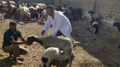 تحصين 5750 رأس ماشية ضد الحمى القلاعية والوادى المتصدع بالفيوم