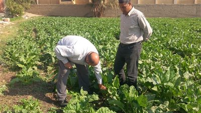 المركزية لمكافحة الآفات تستعرض نشاطها الميداني وجهودها لخدمة المزارعين 