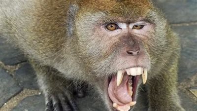 الرعب يسيطر على سكان ولاية أمريكية بعد هروب قرود من معمل للأبحاث