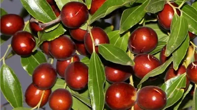 عشبة قديمة تساعد في مكافحة التدهور العصبي