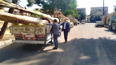 زراعة 50 نخلة ملوكي بشوارع وميادين الأقصر