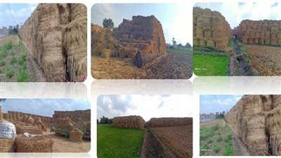 إجراءات إستباقية مكثفة لجهاز شئون البيئة للقضاء على السحابة السوداء بالشرقية