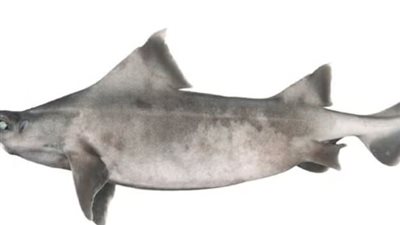 العثور على أول قرش أبيض يعاني البهاق على شواطئ ألبانيا 