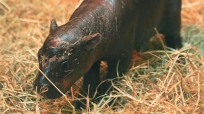 ولادة هاجيس.. نجم جديد في عالم الحيوان ينافس Moo Deng على الشهرة