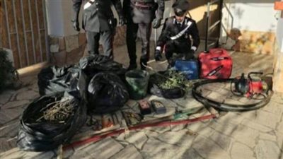 الشرطة الإيطالية تكشف عن مزرعة سرية للماريجوانا بقيمة 80 ألف يورو في غابة نائية