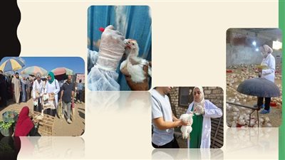 تحصين 259 ألف طائر ضد أنفلونزا الطيور والأمراض الوبائية بالشرقية