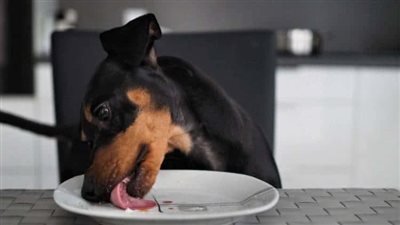 حكم الشرع في غسل الأواني التي لمسها الكلب