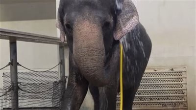 بحث جديد يرصد مهارات الفيل الآسيوي .. لن تصدق ما هي؟