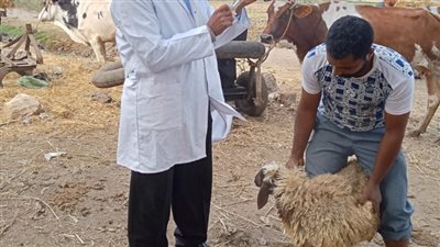 طب بيطري الزقازيق يوجه قافلة لقرية المسلمية