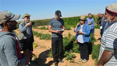 تعاون بين بحوث الصحراء والإيكاردا لتنفيذ مشروع الزراعة الصحراوية بتوشكى والوادي الجديد