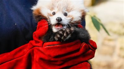 فك غموض وفاة باندا حمراء نادرة.. ما علاقتها بالألعاب النارية؟