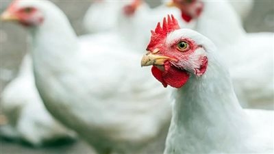 أسعار الفراخ البيضاء اليوم الجمعة  