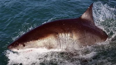 اكتشاف حيلة للحد من هجمات أسماك القرش على البشر