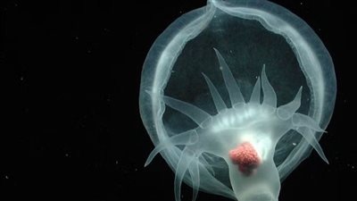 بعد 20 عامًا على اكتشافه.. تصنيف مخلوق بحري غامض بقاع المحيط