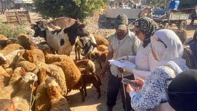 بيطرى الإسكندرية: تحصين 56 ألف و 850 رأس ماشية 