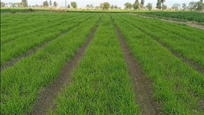 المركزي للحشائش ينفذ 40 دورة تدريبية في 20 محافظة 