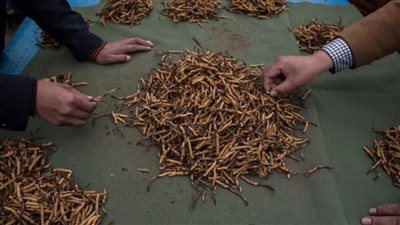 اكتشاف فطر ضار قادر على علاج السرطان 