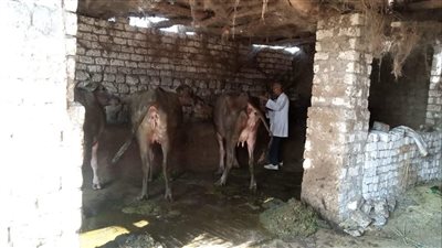  تحصين أكثر من 21 ألف رأس ماشية ضد الحمى القلاعية بالدقهلية