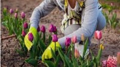 تطوير مزرعة 