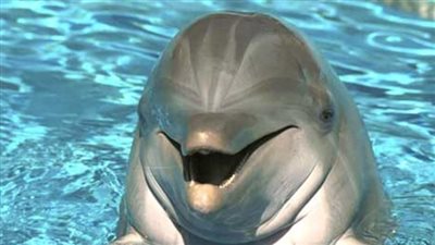 دراسة تكشف: دولفين وحيد في بحر البلطيق .. بدأ يكلم نفسه