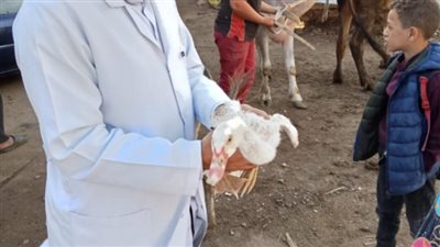 طب بيطرى الزقازيق يوجه قافلة لكفور نجم 