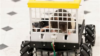 في إنجاز مثير .. نجاح تعليم الفئران قيادة السيارات 