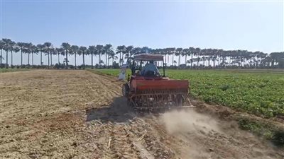 شاهد.. الزراعة الحديثة للقمح لتقليل التكلفة ومضاعفة إنتاج المحصول