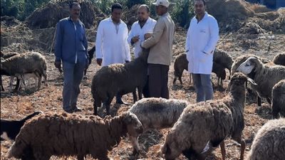 فحص وعلاج 9895 حيوان ماشية في قافلة بيطرية بـ 4 محافظات