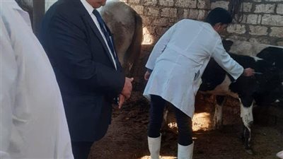  الدقهلية: تحصين 55 ألف رأس ماشية ضد الحمى القلاعية