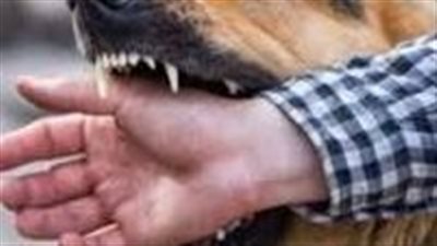 كلب مسعور يعقر 20 مواطنا بالمنيا