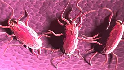 دراسة تكشف العلاقة بين بكتيريا السالمونيلا وسرطان الأمعاء