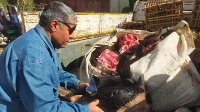 ضبط 320 كيلو رؤوس ماشية مذبوحة خارج المجازر الحكومية بالفيوم 