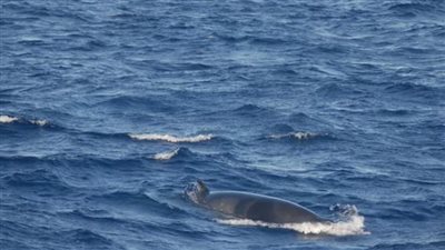 اكتشاف أسرار أصوات المحيط الغامضة 