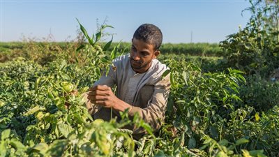 خبير: القطاع الزراعي الحل الأفضل لتوفير العملة الصعبة (فيديو)