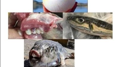 صحة شمال سيناء تحذر المواطنين من خطورة سمكة الأرنب