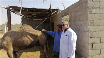 بحوث الصحراء ينظم قافلة بيطرية لتحسين صحة الثروة الحيوانية في مدينة رأس سدر